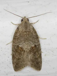 Black-olive Caterpillar Moth thumbnail 4