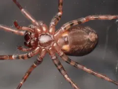 Common West Coast Woodland Spider thumbnail 3