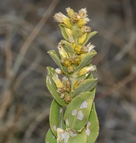 Ground Goldenrod