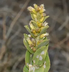 Ground Goldenrod thumbnail 1
