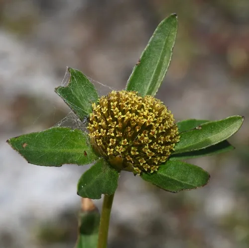 Three-parted Beggarticks
