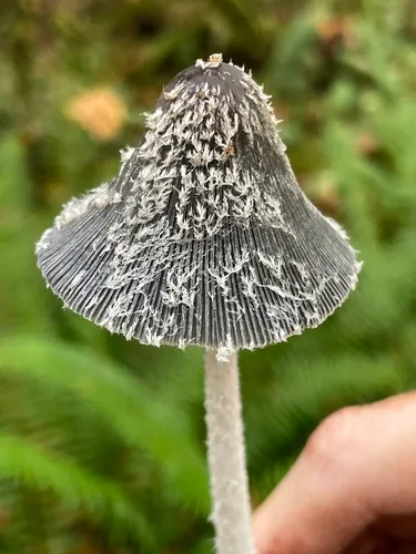 Coprinopsis marcida