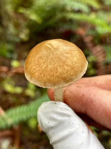 Inocybe picrosma