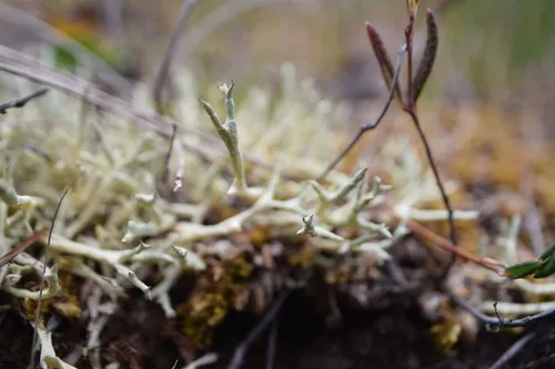 Cladonia zopfii