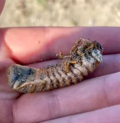 Ophiocordyceps ravenelii thumbnail 1