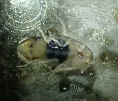 Rocinela belliceps thumbnail 2