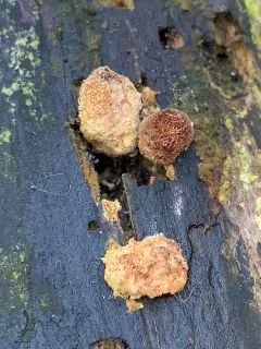 Coltricia dependens thumbnail 3