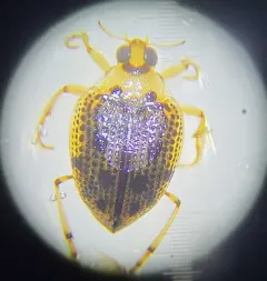 Toothless Crawling Water Beetle thumbnail 4
