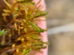 Intermediate Hook-moss thumbnail 3