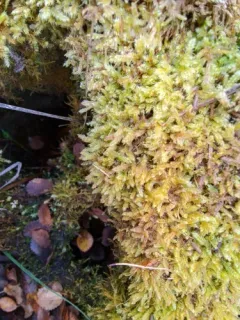 Stereodon pratensis thumbnail 1