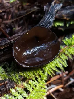 Pseudoplectania melaena thumbnail 1