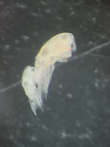 Triconia borealis