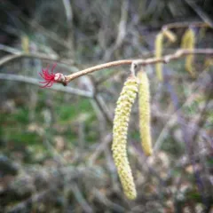 American hazelnut thumbnail 4