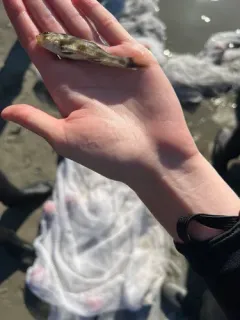 Northern Kingfish thumbnail 4