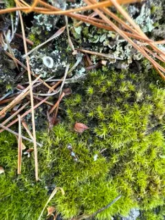 Lasius subglaber thumbnail 2