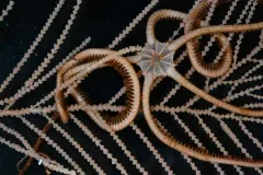 Long-armed Serpent Star thumbnail 1