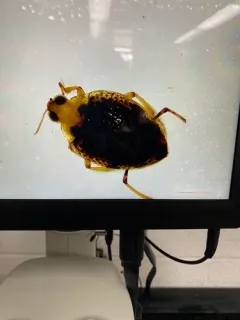 Peltodytes duodecimpunctatus thumbnail 4