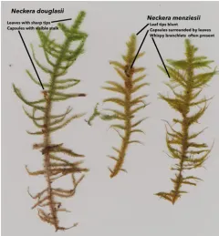 Menzies' metaneckera moss thumbnail 2