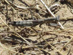 Agile Ground Mantis thumbnail 3