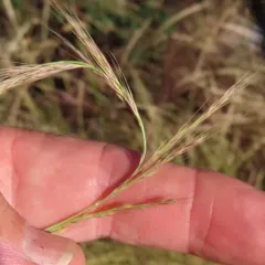 rattail sixweeks grass thumbnail 4