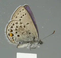 Cranberry Blue thumbnail 4