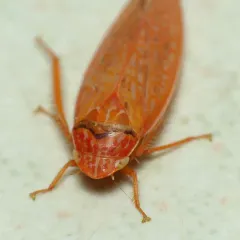 Gyponana gladia thumbnail 3