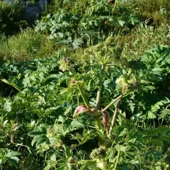 Garden angelica thumbnail 3