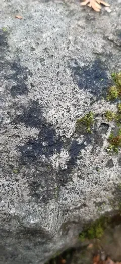 Acrocordia conoidea thumbnail 2