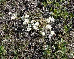 Alpine Mouse-ear thumbnail 3