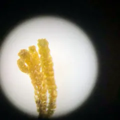 Monster Pawwort thumbnail 3