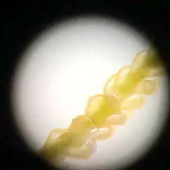 Comb Notchwort thumbnail 4