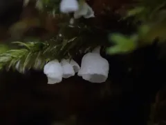 Rimbachia neckerae thumbnail 1