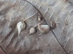 Hickory Onion Gall Midge thumbnail 2