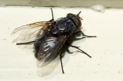 Muscina pascuorum thumbnail 2