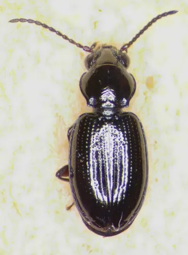 Bembidion canadianum