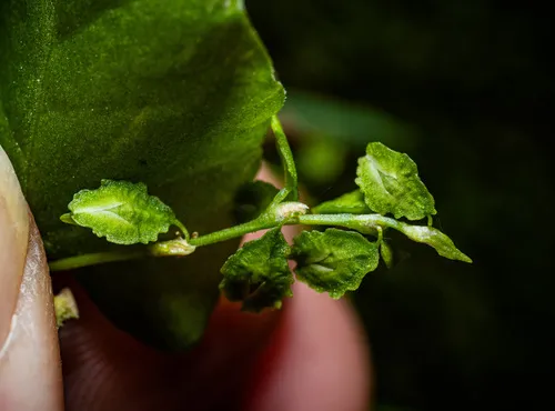 Climbing Buckwheat
