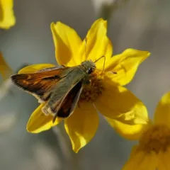 American Branded Skipper thumbnail 4