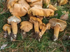 Golden Cap thumbnail 2