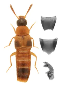 Silusida marginella thumbnail 2