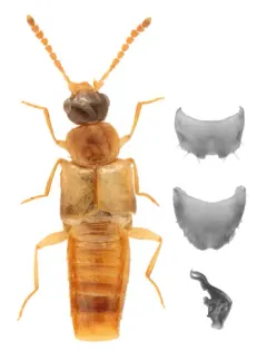 Gyrophaena gilvicollis thumbnail 2
