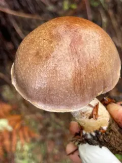 Cortinarius caesiifolius thumbnail 3