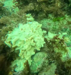 Carpet Sea Squirt thumbnail 2