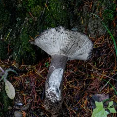Blackening Russula thumbnail 3