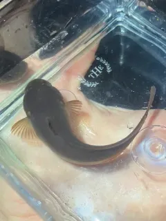 Spotted Snailfish thumbnail 3