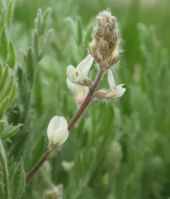 Lyall's Milkvetch thumbnail 4