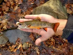 Brook Trout thumbnail 6