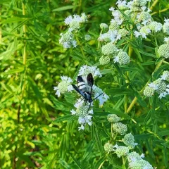 Double-banded Scoliid Wasp thumbnail 4