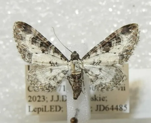 Eupithecia gypsata