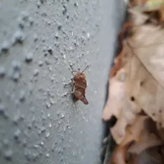 Sulphur-winged Grasshopper thumbnail 3