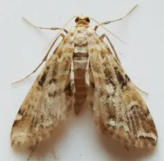 Elophila faulalis thumbnail 4